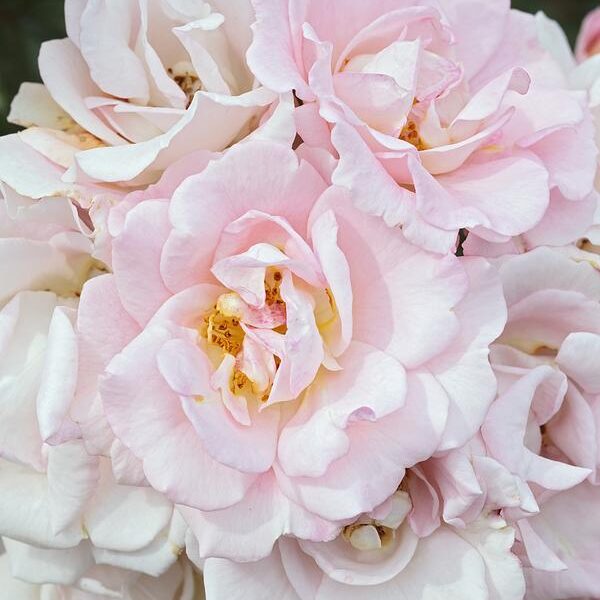 Pink champagne